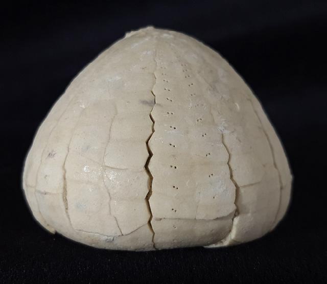 Echinocorys sulcata (GOLDFUSS 1826) - Bild &copy; FossNet FossilienStore